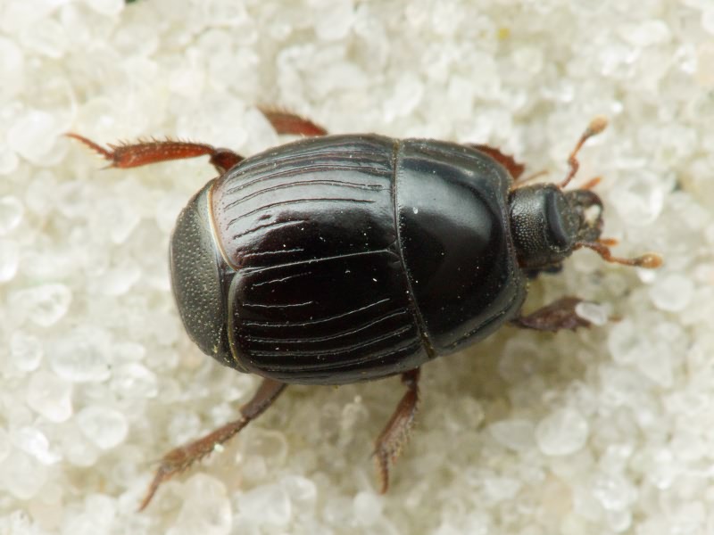 Atholus corvinus (Germar, 1817)